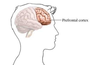 The part of the brain that allows people to think, evaluate, and make complex judgments-example-1