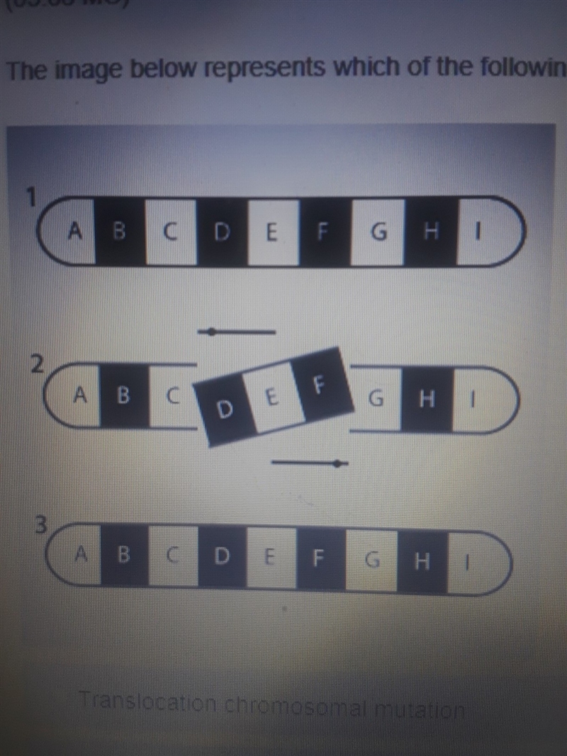 The image below represents which of the following mutations a) translocation chromosomal-example-1