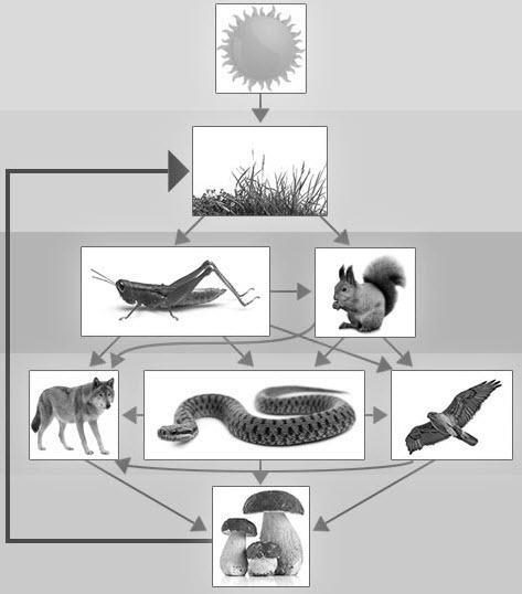 According to this food web, which of the following organisms do wolves eat?-example-1