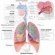 Como funciona el sistema respiratorio-example-1