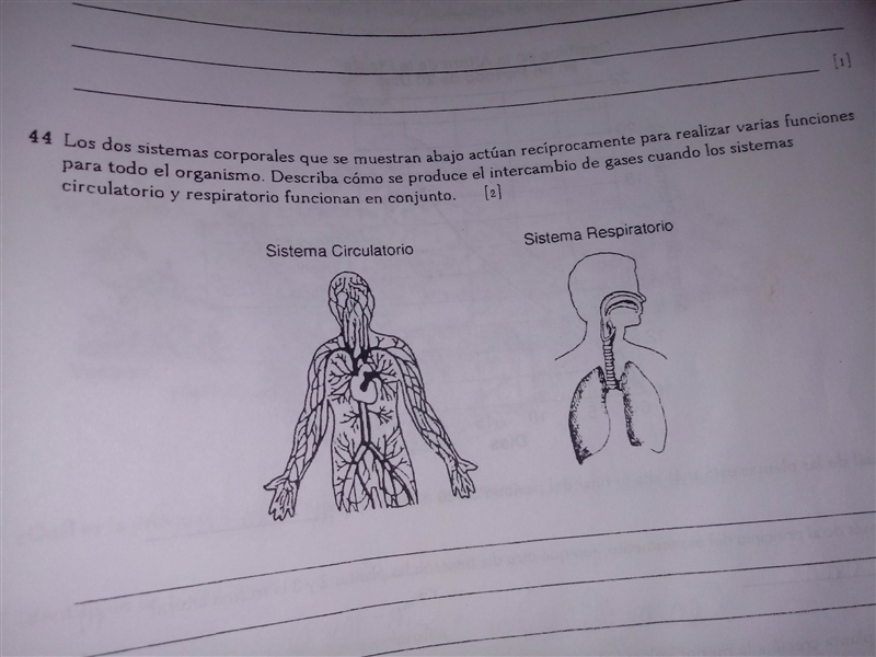 como se produce el intercambio de gases cuando los sistemas circulatorios y respiratorios-example-1