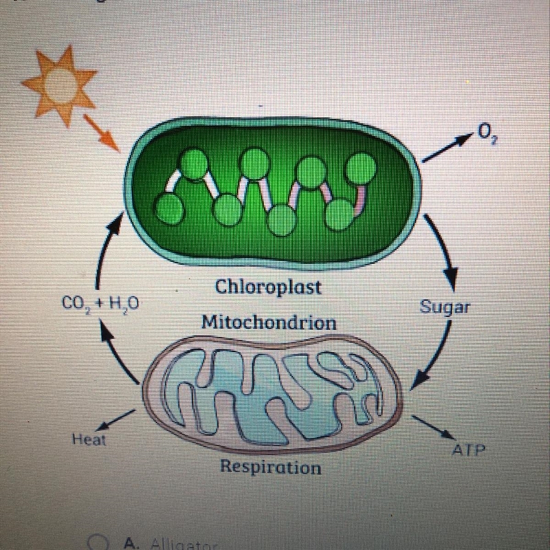 Which organism is likely to carry out the process shown in the diagram? A. Alligator-example-1