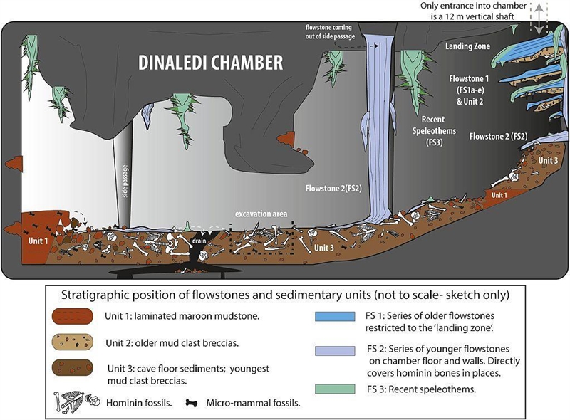 Homo naledi is a new species of the genus Homo that is similar to Homo erectus, yet-example-1