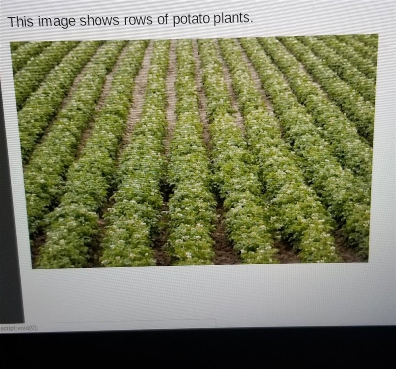 This image shows rows of potato plants which elements of design does this image show-example-1