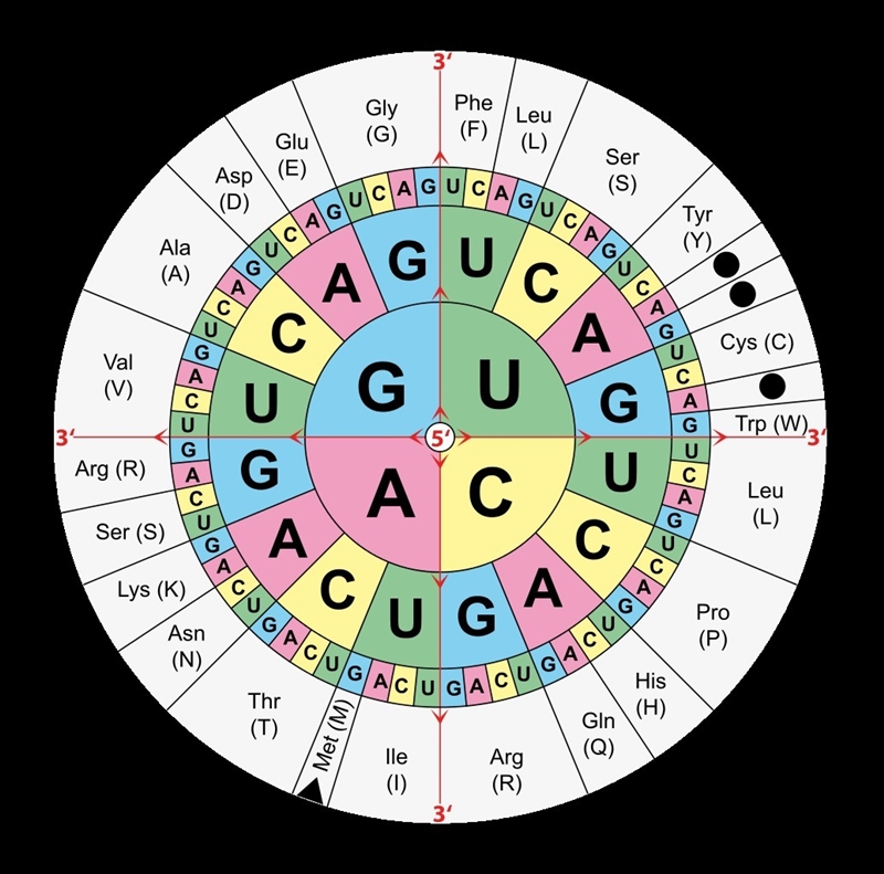 MRNA: GCUAAUGUC What amino acids does the mRNA above code for? What type of amino-example-1