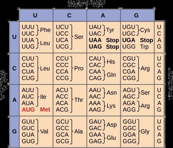 MRNA: GCUAAUGUC What amino acids does the mRNA above code for? What type of amino-example-2