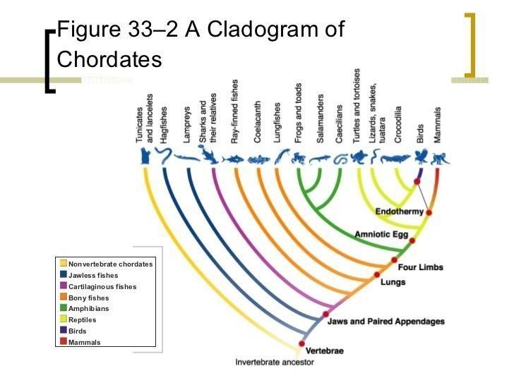 I just need a bit of help answering this one. (: Explain how your chosen chordate-example-1