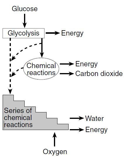 The diagram illustrates the steps in a process that occurs in the cells of many organisms-example-1