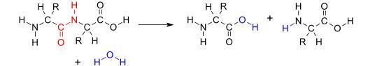 What process is happening in the reaction shown below?-example-1