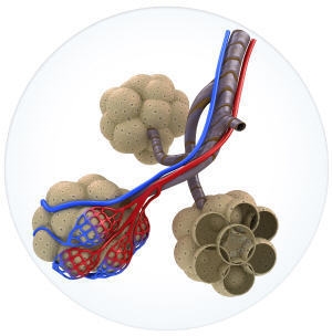 The picture represents a structure of the respiratory system. Which is the function-example-1