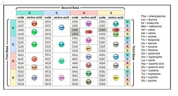 PLZZ HELP ME WITH THESE QUESTIONS ASAP!! (15pts) 1. In mRNA, ___________ always forms-example-1