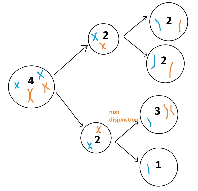 An animal has a diploid chromosome number of 60. Suppose that the first meiotic division-example-1