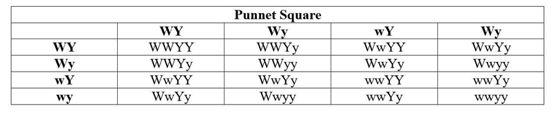 A true breeding white squash (WWYY) is crossed with a true breeding green squash (wwyy-example-2