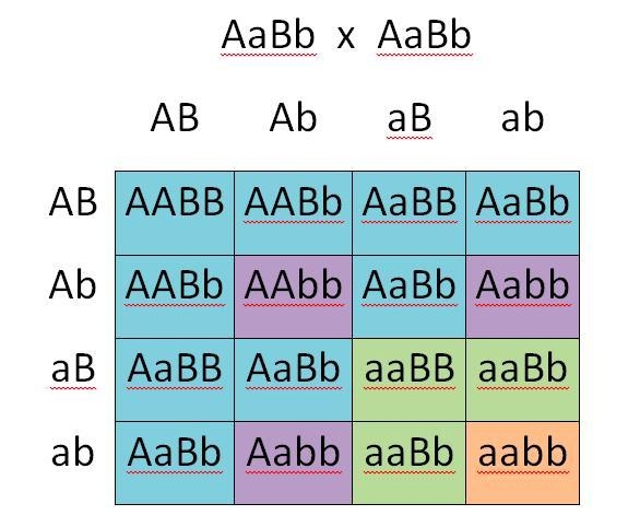 In a dihybrid cross between individuals that are heterozygous for each trait, the-example-1