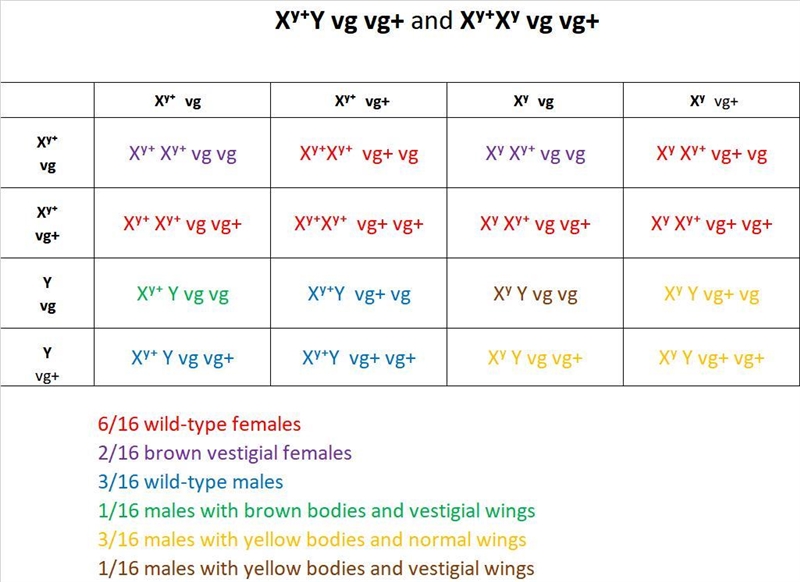 In Drosophila, a cross was made between a yellow- bodied male with vestigial (not-example-1