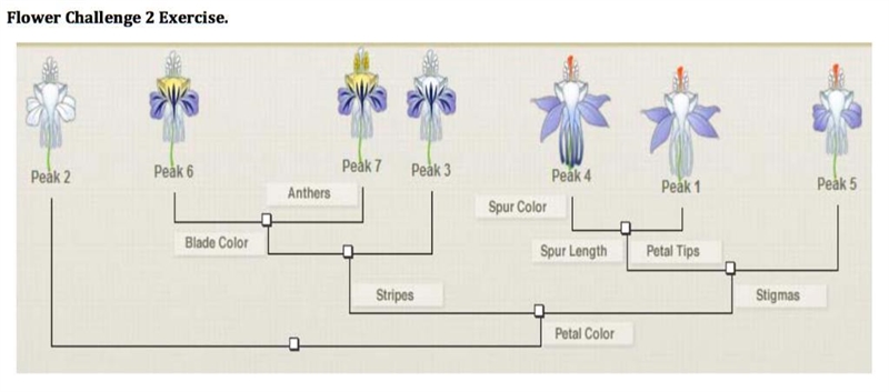 Using the attached figure, what statement is true? Genetics382FlowerTreeExercise06.pdf-example-1