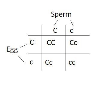 Cystic fibrosis is a genetic disorder caused by a recessive allele. If two parents-example-1