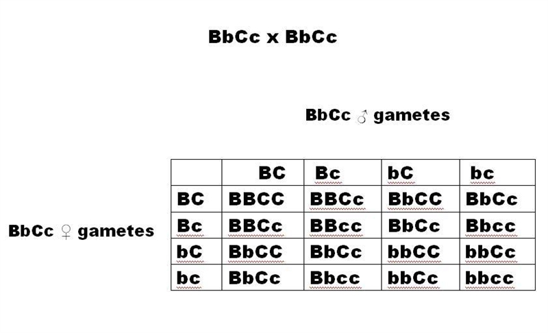 Suppose two BbCc mice are crossed together. Assuming that the two genes assort independently-example-1