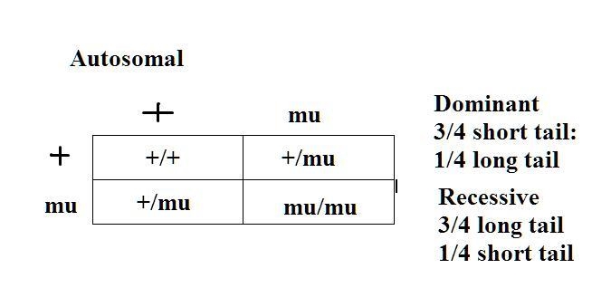 Suppose the tail length of two populations of jerboas is controlled by one gene. To-example-1