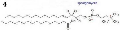 Match each lipid with its correct components or description. (1) glycerophospholipids-example-4