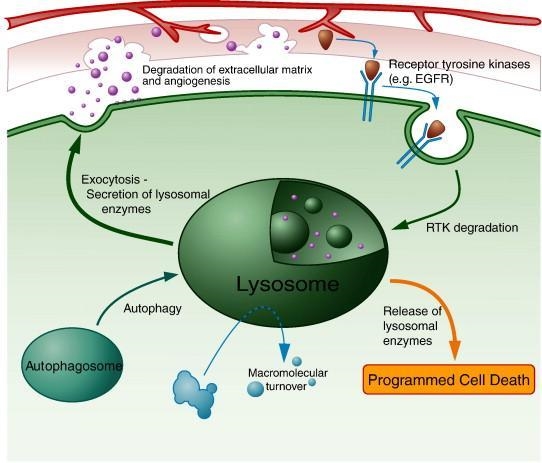 Name which organelle you would expect to play the largest role in the decomposition-example-1