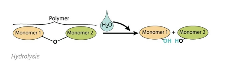 What is the chemical reaction used to study enzyme activity in the lab (lactase breaking-example-2