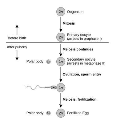 In the female, the development of the "egg" halts during TWO stages, _________ and-example-1