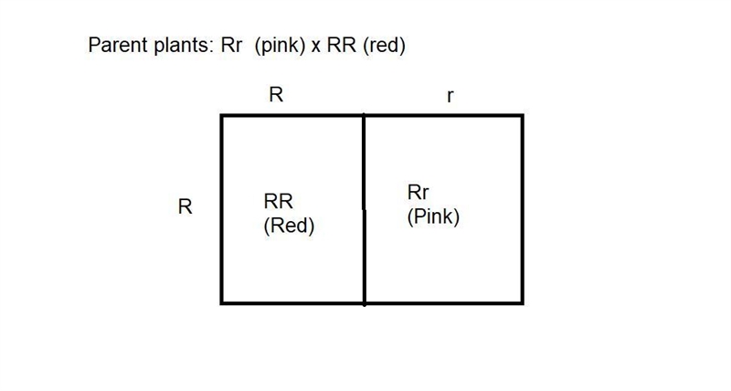 Some plants have flower color that is determined by incomplete dominance, thus both-example-1