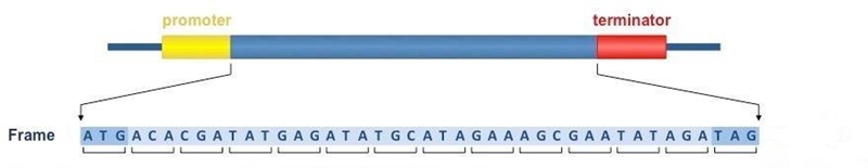 Define reading frame and discuss its significance to the genetic code.-example-1