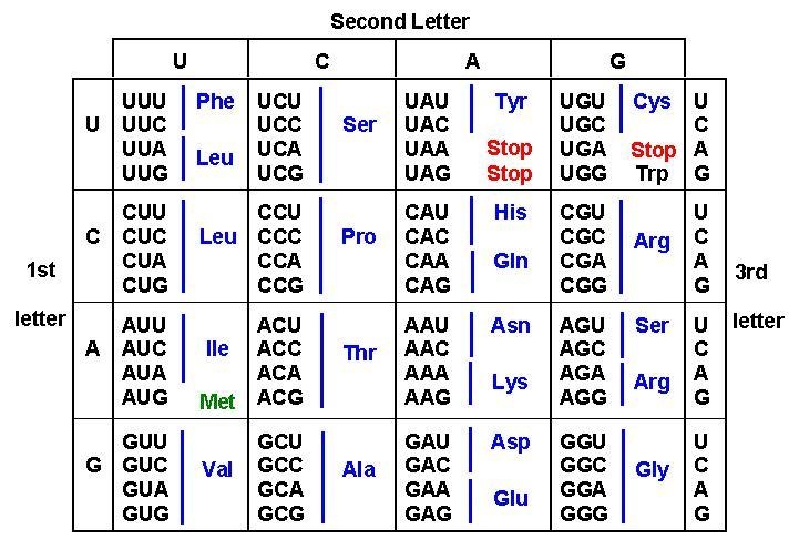 Identify all the amino acid-specifying codons where a point mutation (a single base-example-1