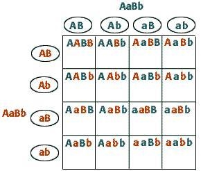 In peas, the allele for green pods is dominant over the allele for yellow pods. Also-example-1