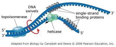 As DNA replication continues and the replication bubble expands, the parental double-example-2