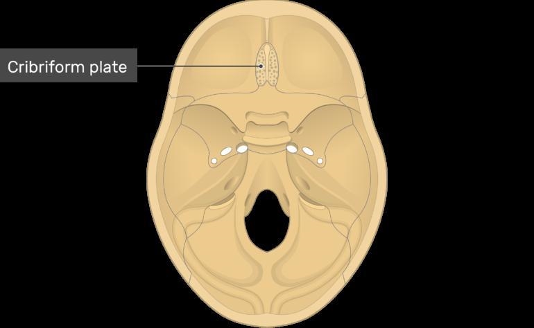 Where is the cribriform plate?-example-1