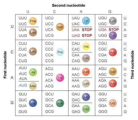 A nontemplate strand of bacterial DNA has the base sequence 5′−ATGATACTAAGGCCC−3′ Determine-example-1