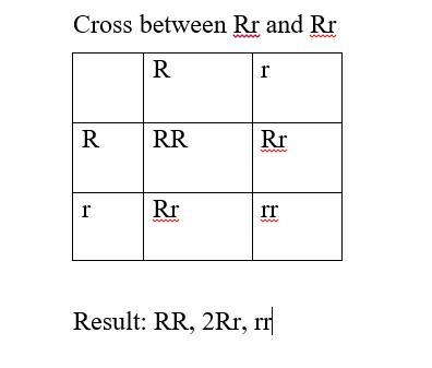 A laboratory mouse homozygous for an RFLP marker is mated to a wild mouse that is-example-2