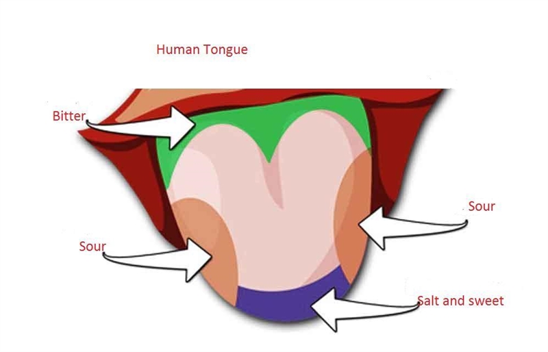 Were certain areas of your tongue more sensitive to tastes than others? Describe your-example-1