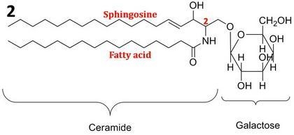 Match each lipid with its correct components or description. (1) glycerophospholipids-example-2