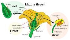 You have learned that the fusion of egg and sperm produces a zygote. But how does-example-1