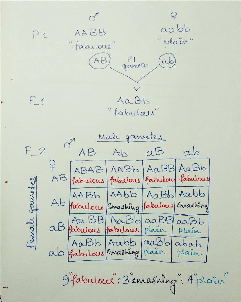 Suppose that the "fabulous" phenotype is controlled by two genes, A and-example-1