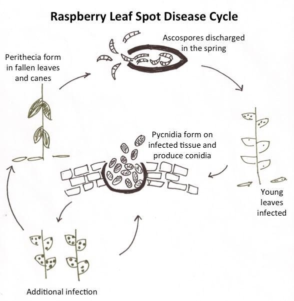 The type of disease cycle in which a pathogen is able to repeatedly spread from plant-example-1