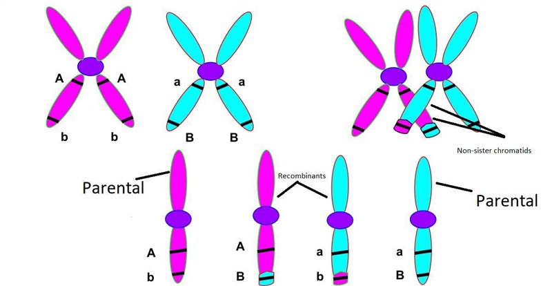 In the garden pea, tall vine (D) is dominant over dwarf (d), green pod (Y) is dominant-example-1