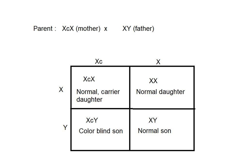 Show how two phenotypically normal parents can produce a male child with color-blindness-example-1