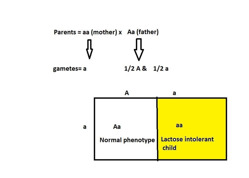 Two people have a child together. The mother is known to be lactose intolerant, a-example-1