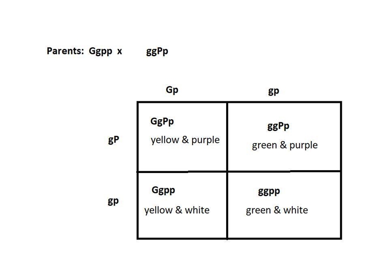 If G=yellow and g=green peas, and at a separate gene P=purple and p=white flowers-example-1