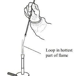 Why is the inoculating loop flamed before streaking a new sections of the medium?-example-1