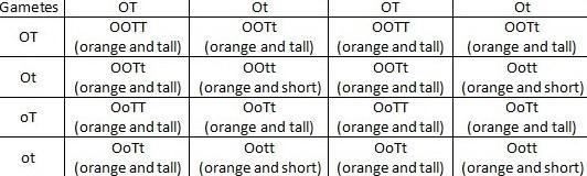 In one type of plant, orange petals (O) are dominant over yellow petals (o) and tall-example-1