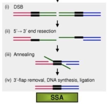 _________ is critical for the process of gene conversion. a. BER b. MMR c. NER d. NHEJ-example-1