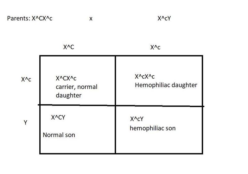 Hemophilia A is an X-linked recessive mutation in humans. If a couple gives birth-example-1