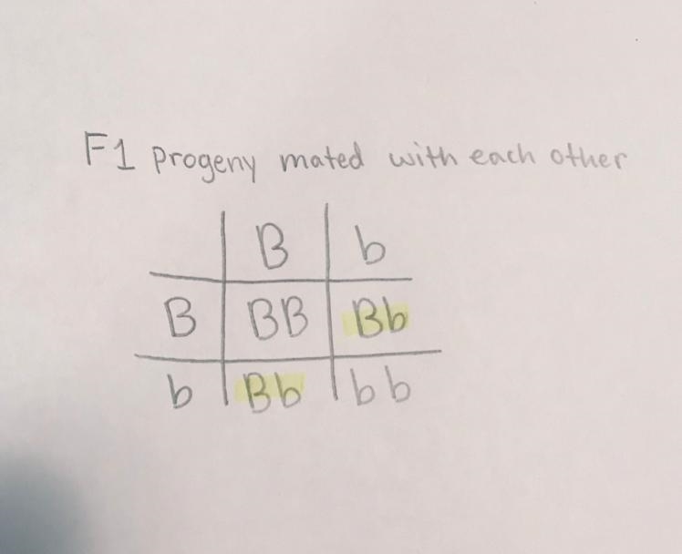 In guinea pigs, a single gene with two alleles (B and b) determines coat color. Black-example-1