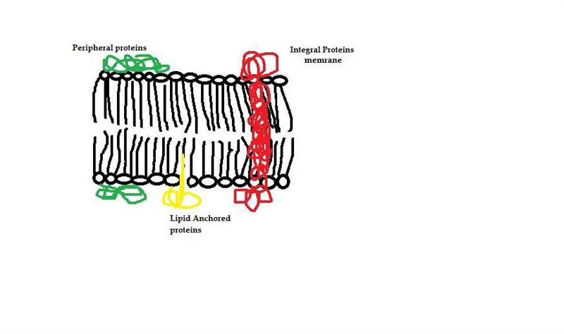 Draw the most likely orientation of the protein if it is transported to the plasma-example-1